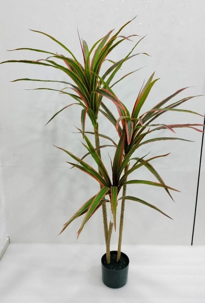 Dracaena Plant Long Leaves x3 With Base 150cm